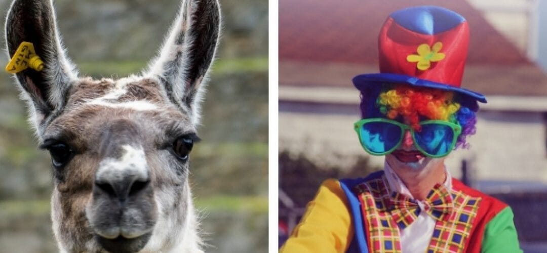 The Odds Are Good but the Goods Are Odd: 16 Unusual Scholarships